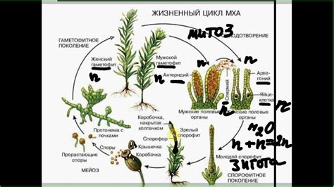 Краткое определение микологии