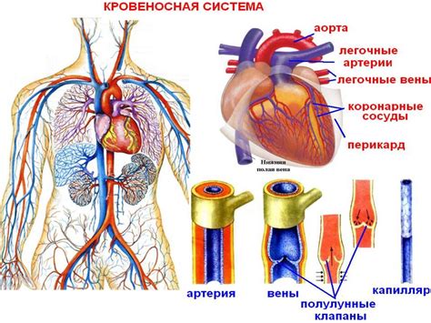 Кровеносная система: сердце, кровь и их роль