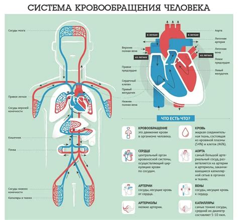 Кровеносная циркуляция