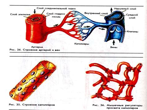 Кровеносные сосуды