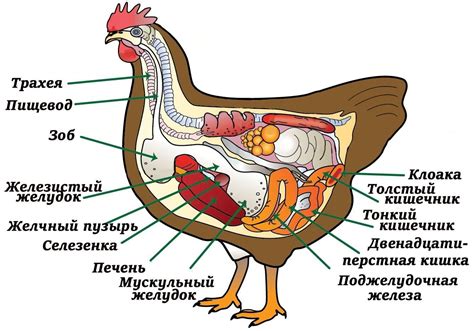 Курица на диете: факты и мифы