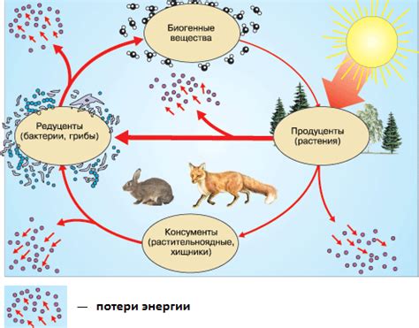 Лесная экосистема и ее особенности