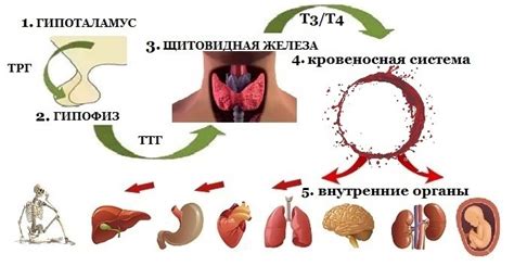 Лечение щитовидки у женщин