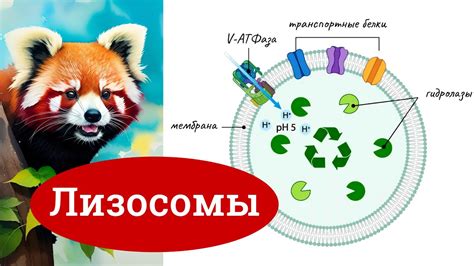 Лизосомы: пищеварительная система клетки