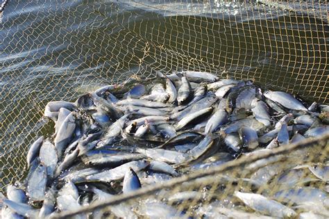 Ловля рыбы в разных водоемах: выбор правильной приманки