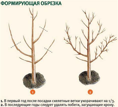 Лучший срок обрезки ирги: