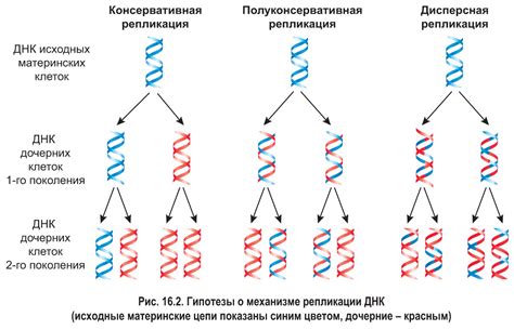 Материнская ДНК как ключевой фактор