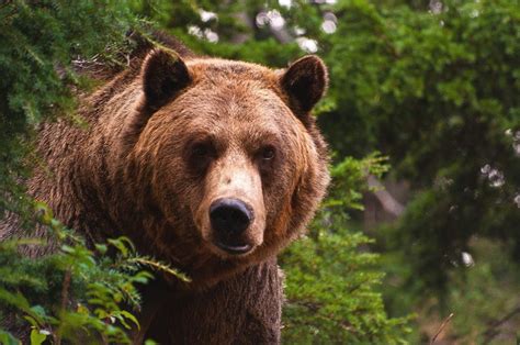 Медведи в Карелии: основные факты