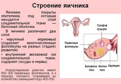 Медицинское значение размеров яичников