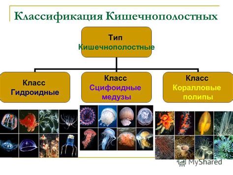 Медуза: классификация видов