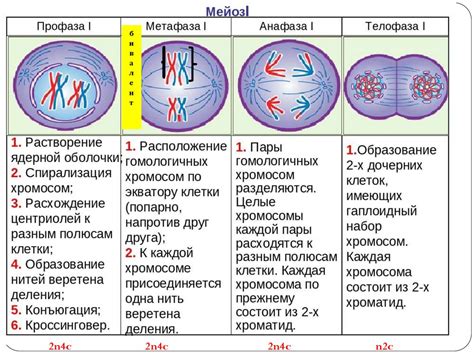 Мейоз: фундаментальный процесс и его роль в развитии организмов