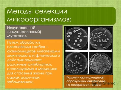 Мейоз в медицине и селекции: перспективы исследований