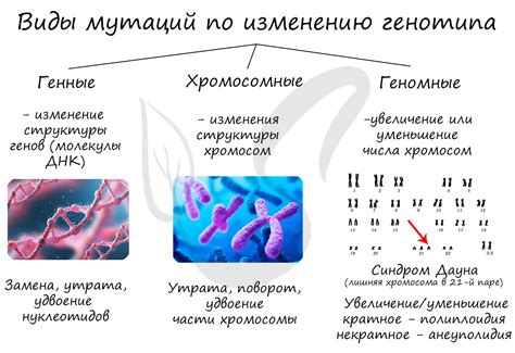 Мейоз и мутации: возможные геномные изменения