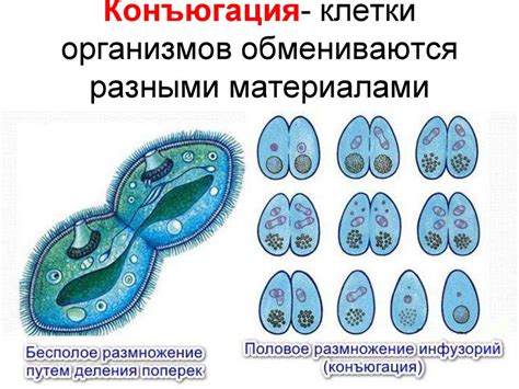 Мейоз и половое размножение: перевес дисгармоний