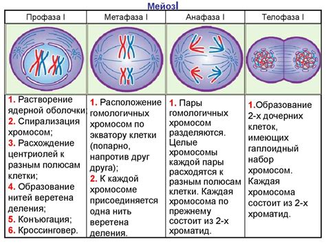 Мейоз 1: телофаза