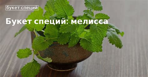 Мелисса в кулинарии