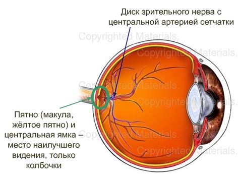 Место происхождения зрительного нерва