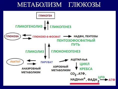 Метаболические процессы адаптации: тайны продолжительной жизни пресмыкающегося
