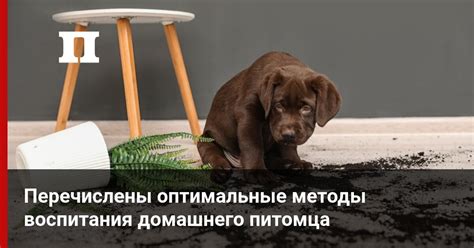 Методы воспитания питомца