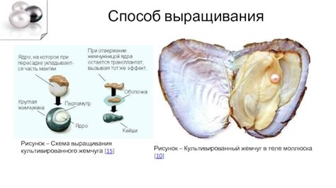 Методы выращивания культивированного жемчуга