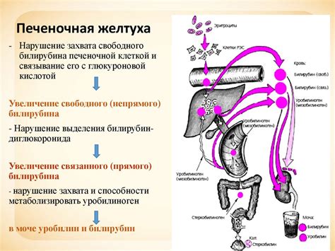 Методы выявления нарушений функции печени