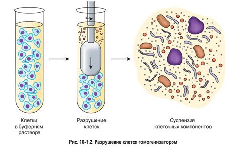 Методы и техники исследования ядер клеток