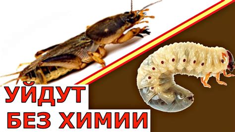 Методы лечения укусов на личинку майского жука