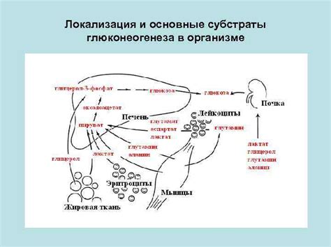 Механизмы выбора энергетической субстраты в организме в условиях голодания