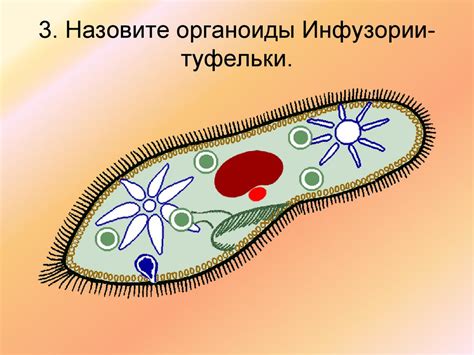 Механизмы движения амёбы