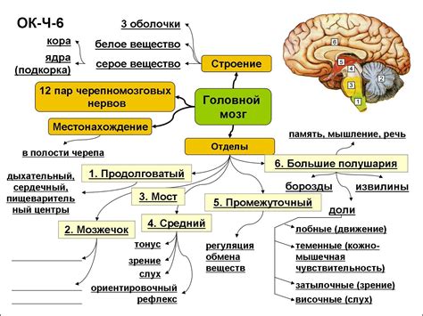 Механизмы и функции объемного процесса головного мозга