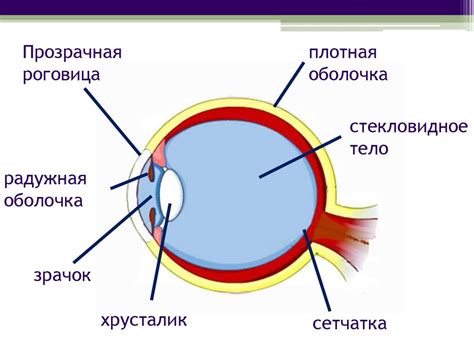 Механизмы передачи вируса через орган зрения