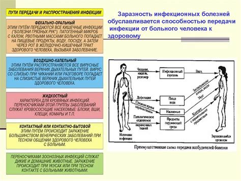 Механизмы передачи заболевания корью и важная роль переболевших людей