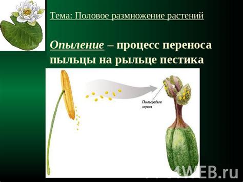 Механизмы переноса пыльцы и принципы ее опыления в растениях