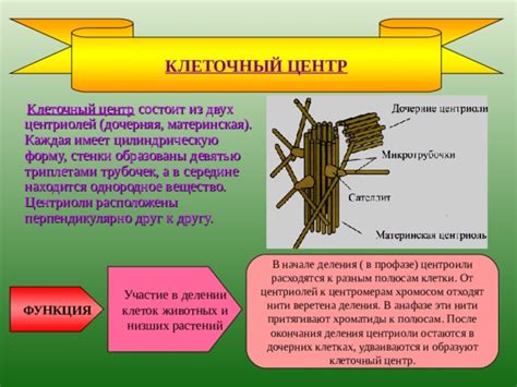 Механизмы связи между органоидами и ядром