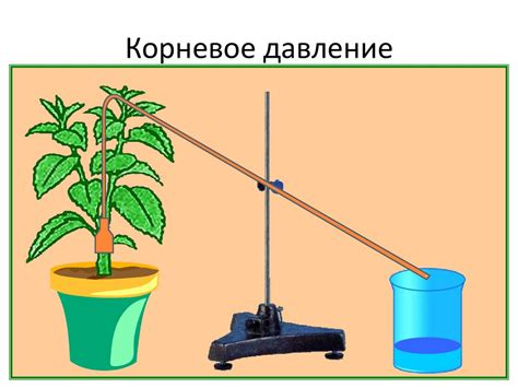 Механизмы сохранения воды в растениях