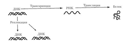 Механизмы транскрипции и трансляции в синтезе генетической информации