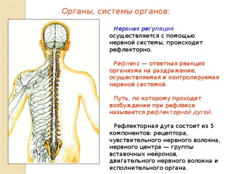 Механизм взаимодействия антенны с нервной системой