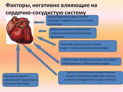 Механизм воздействия препарата на сосуды и сердце