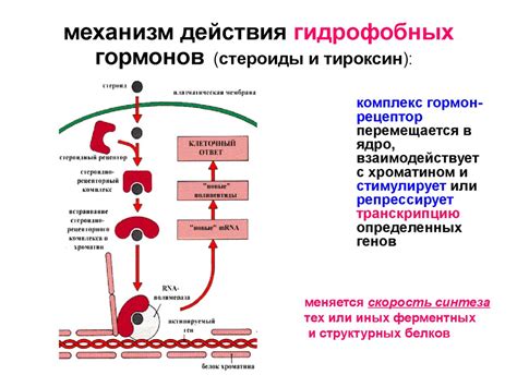 Механизм действия: описание и принцип действия