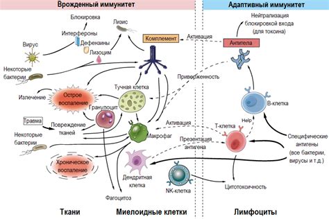 Механизм действия Имодиума в организме