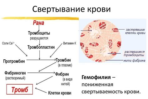 Механизм действия витамина К2 на свертываемость крови