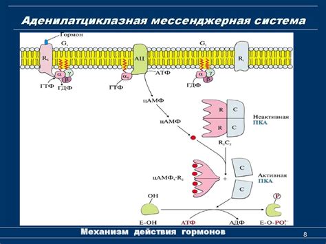 Механизм действия системы