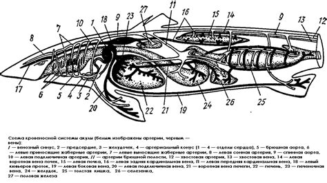 Механизм дыхания у акул