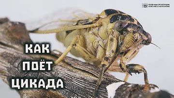 Механизм издания звука у цикад