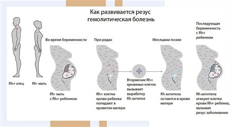 Механизм передачи резус-факторов