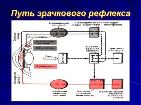 Механизм работы зрачков