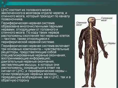 Механизм работы нервных окончаний: