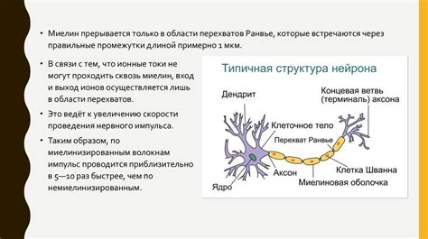 Миелиновые оболочки