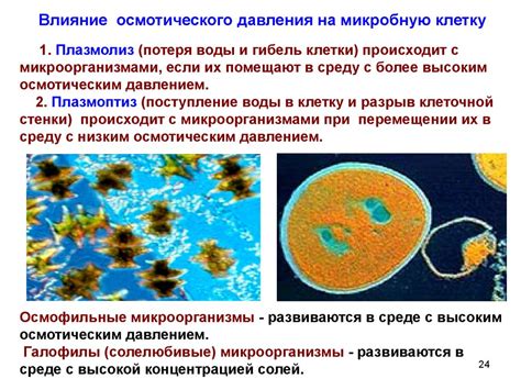 Микроорганизмы и химические соединения: основные угрозы при воздействии на кожу