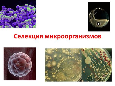 Микроорганизмы как поставщики органики